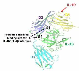 IL -1β와 IL-1R의 3가지 Ig -관련 도메인 (D1, D2, D3 )과 분석 사이트 (S1, S2)