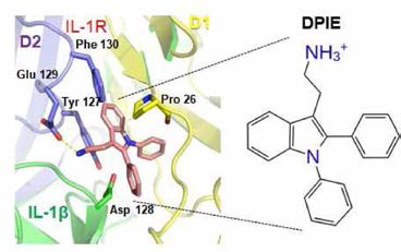 IL -1β/IL-1R binding interface 및 DPIE 구조에서 DPIE의 잠재적 docking site