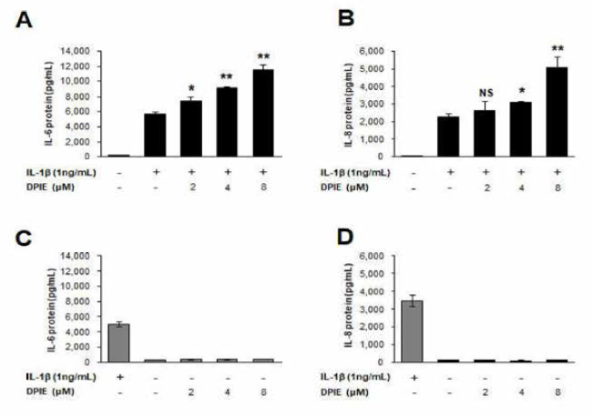 IL -1β에 자극 받은 GFs에서의 염증성 사이토카인 생산의 단백질 발현 수준에 대한 DPIE 효과 (A ), (C) IL -6, (B)，(D) IL -8