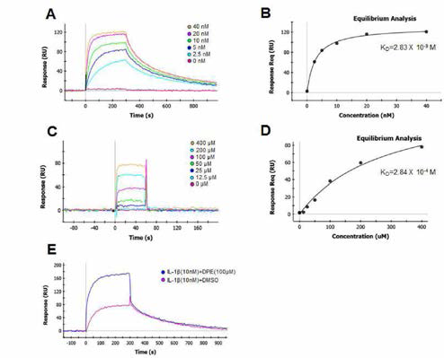 SPR 결과 A. IL-1β 의 농도 증가에 따른 IL - 1R에 대한 결합의 증가 ， B. 해당 평형분석 곡선 ，C. DPIE 의 농도 증가에 따른 IL-1R 에 대한 결합의 증가 ，D. 해당 평형분석 곡선 ，E IL-1β (10nM ) 단독 혹은 DPIE (100 uM ) 와 함께 IL-1R1에 결합하는 능력 조사