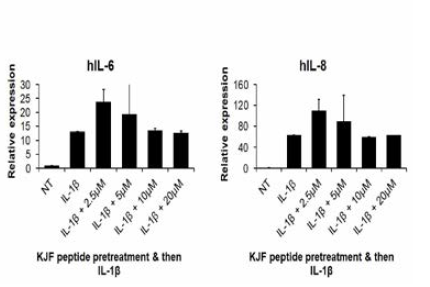 IL -1β 자극된 GFs에서 염증성 사이토카인의 발현 수준