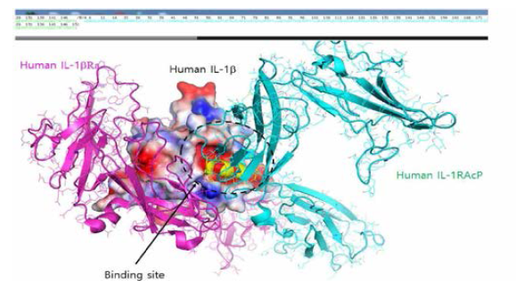 펩타이드 구조와 결합위치 양전하를 띠는 two-turn helix는 IL -1β에 대한 IRAcP의 결합을 차단하는 구조