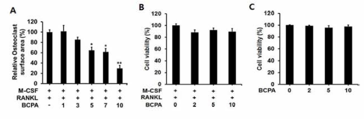 파골세포생성에서 BCPA의 효과 및 세포독성