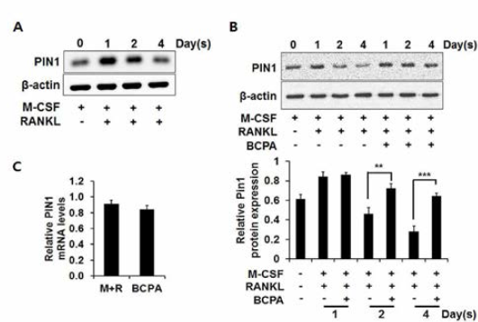 BCPA가 Pin1 단백질 발현에 미치는 영향