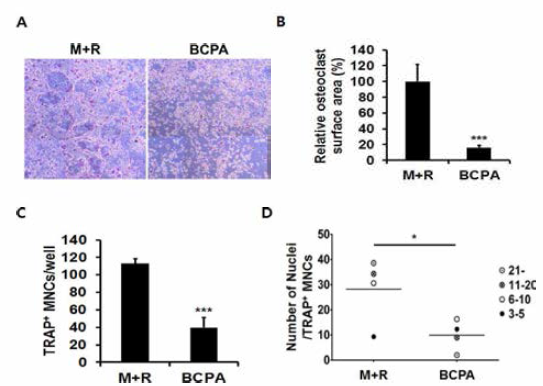 파골세포분화에 BCPA가 미치는 영향