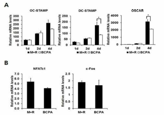 BCPA가 파골세포에 분화 마커의 발현에 미치는 영향