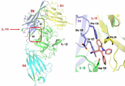 IL -1β와 IL-1R의 결합구조 및 HL5의 결합모델 분석
