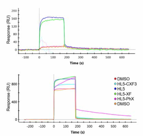 Global kinetic analysis를 통해 IL-1βRa와 결합하는 IL -1β 와 HL5, HL5-F , HL5-CF3, HL5-Ph 간의 결합 측정