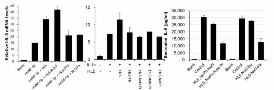 IL-6 발현을 통한 HL5 유도체의 활성 분석