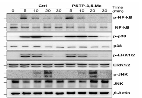 PSTP-3,5-Me처리시 파골세포 분화관련 단백질의 활성 비교