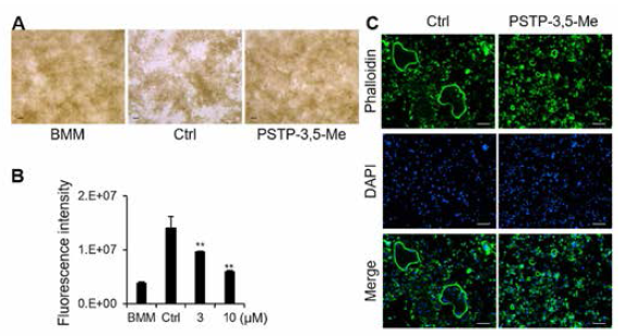 PSTP-3,5-Me처리에 의한 골흡수능 및 Actin-ring 형성