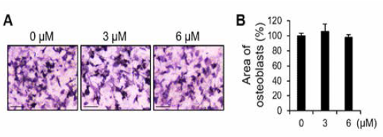 PSTP-3,5-Me처리 시 조골세포의 분화능 확인 (A ) ALP 염색，(B) 조골세포 분화 면적 비율