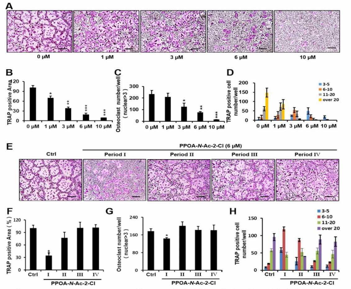 PPOA-N-Ac-2-Cl 농도별 (A-D) 및 단계별 (E-H) 파골세포 분화 억제 효과 검증