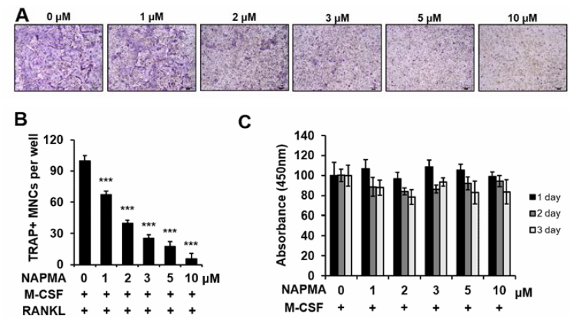 NAPMA 농도별 처리에 의한 파골세포의 분화 및 독성 측정