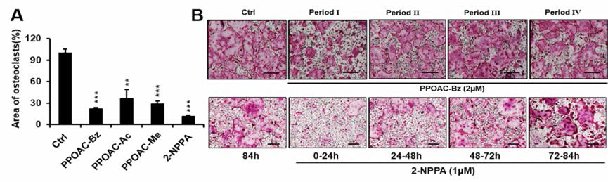 PPOAC유도체에 의한 파골세포 분화 억제 (A) 및 억제 시기 (B)