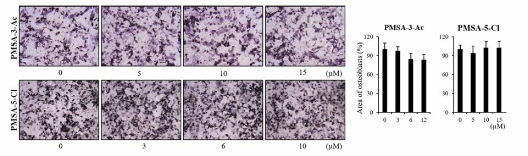 PMSA유도체의 조골세포 분화 효과