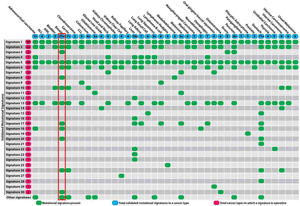 사람에서 암종 별로 나타나는 유전자 변이 시그너처의 패턴