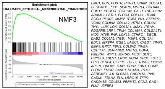전사체 데이터 분석을 통해 특징적으로 확인된 NMF3 그룹에 해당하는 유전자들