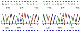 FFPE 유선 종양 샘플에서 Sanger sequencing을 통한 PIK3CA gene mutation 검증