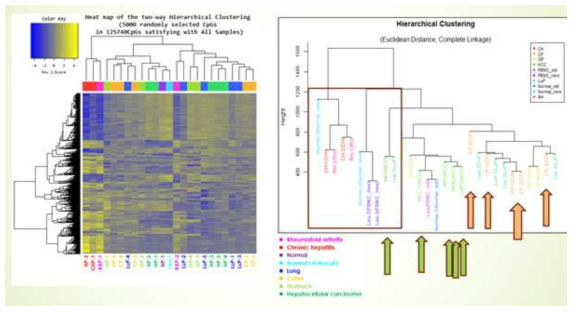 850K DNA메틸롬 데이터중 무작위적으로 5천개 DNA메틸화마커 베타밸류를 기준으로 hierachial clustering을 한 것이 왼쪽 그래프이며, 이를 유클로이디안 디스턴스로 클러스터링한 것이 오른쪽임. 여기서 오렌지색 화살표로 표시한 것이 대장암 혈장 표본이며, 녹색화살표로 표시한 것이 간세포암종 환자 혈장표본임