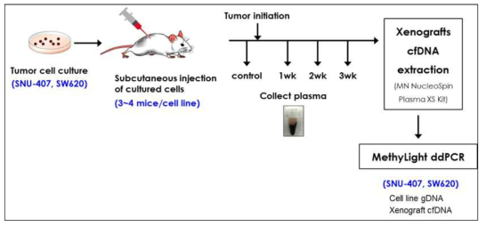 대장암 세포주를 면역결핍누드마우스에 접종시, 종양 생성 후 1주차, 2주차, 3주차에 혈장을 채취하여 cfDNA를 분리한 후 MethyLight ddPCR을 수행함