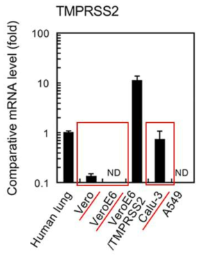 TMPRSS2 발현(PNAS, 2020)