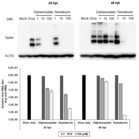 Vero 세포에서 배양시간에 따른 diphenoxylate의 항바이러스 활성을 증명하는 Western blot과 qRT-PCR