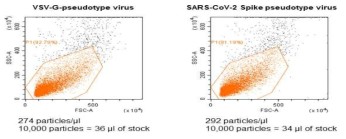 획득한 VSV-G 및 SARS-CoV-2 Spike 슈도바이러스를 FACS analysis를 통해 정량분석 수행
