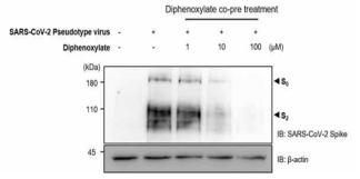 Diphenoxylate 처리에 따른 SARS-CoV-2 Spike의 cleavage