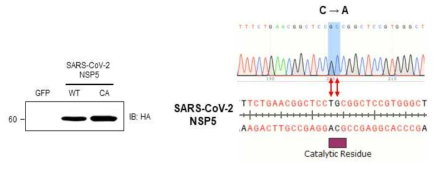 SARS-CoV-2 NSP5(WT) 및 NSP5(C145A) 돌연변이 발현 확인