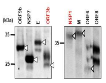 ORF3b와 NSP1 유전자 발현 확인