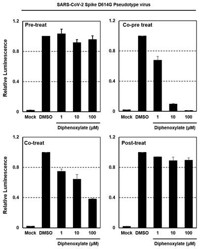 SARS-CoV-2 Spike (D614G) pseudotyped 바이러스를 이용한 diphenoxylate의 바이러스 저해능 확인