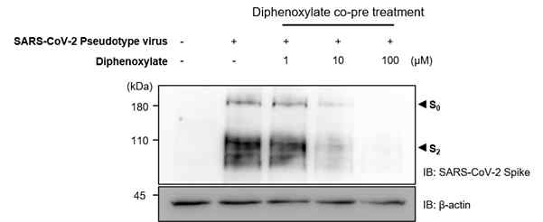 Diphenoxylate 처리에 따른 SARS-CoV-2 Spike의 cleavage