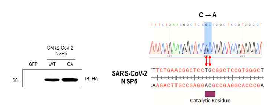 SARS-CoV-2 NSP5(WT) 및 NSP5(C145A) 돌연변이 발현 확인