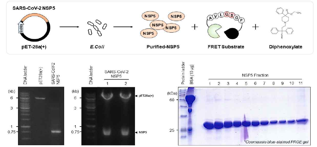 NSP5 정제 단백질 활용 NSP5 단백질의 protease 기능 억제에 dipehnoxylate가 미치는 영향 검증 모식도 (상단) NSP5 박테리아 발현 pET 벡터 클로닝 (하단 왼쪽) NSP5 발현 단백질 정제 및 commasie staining 방법을 통한 발현 양 검증 (하단 오른쪽)