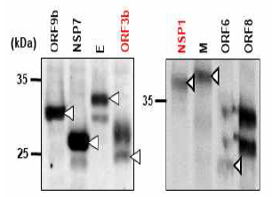 ORF3b와 NSP1 유전자 발현 확인
