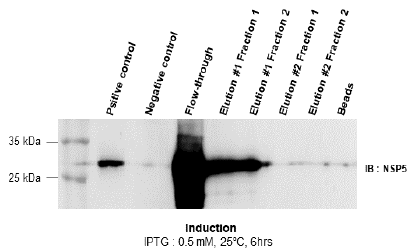 Nsp5 solublization 및 refolding과정속에서 bead binding 효율이 저하