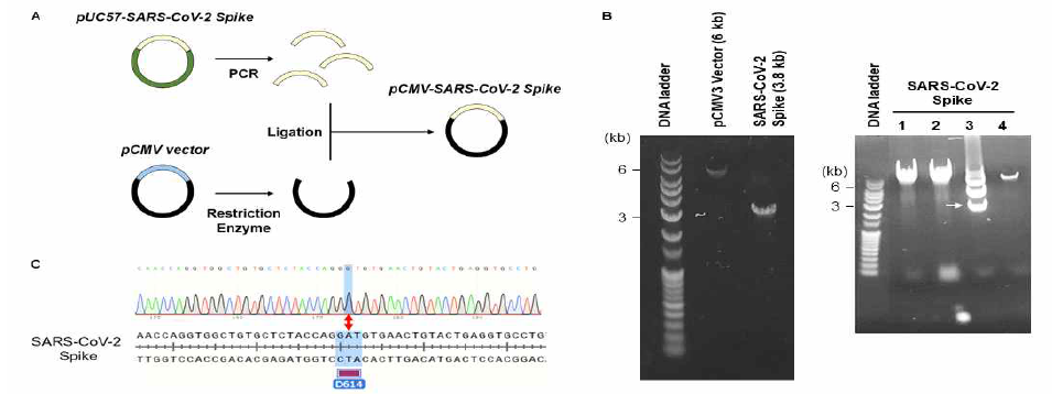 Pseudotyped 바이러스 제작을 위한 SARS-CoV-2 spike construct 제작 (A, B) SARS-CoV 및 SARS-CoV-2 spike expressing lentiviral expression construct map과 right clone 확보함. (C) SARS-CoV-2의 pCHD-Spike(D614G) 돌연변이 constructs 제작