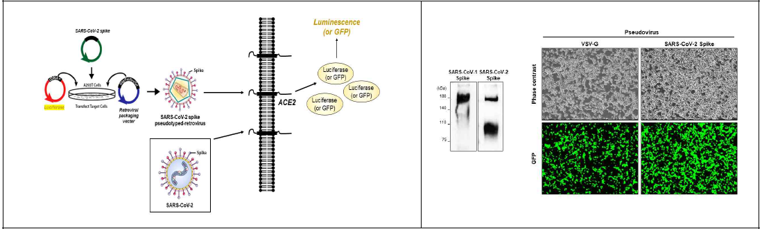 SARS-CoV-2 Spike (WT) 및 SARS-CoV-2 Spike (D614G) pseudotyped 바이러스 제작 (왼쪽) SARS 및 SARS-CoV-2 spike 발현 pseudotyped 바이러스 제작 과정. (오른쪽) 생산되어진 pseudotyped 바이러스를 타겟 세포에 감염 후 spike 유전자의 발현을 IB 및 GFP를 통해서 확인함