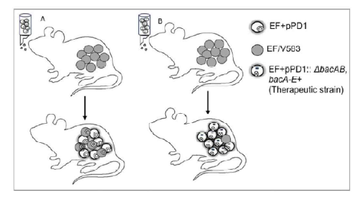 Enterococcus faecalis의 niche competition