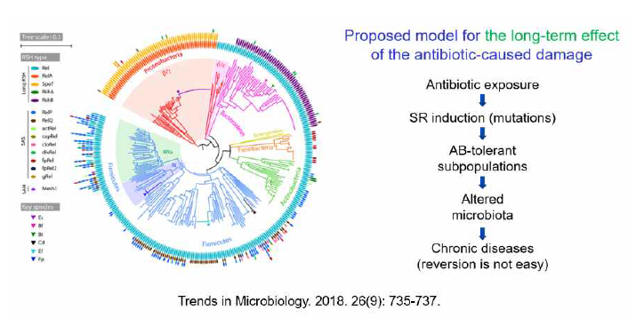 장내 미생물들은 거의 모두 긴축반응(stringent response)을 일으킬 수 있고, 항생제에 의해 긴축반응을 일으키면 오랜 기간 손상이 유지되는 원인이 될 수 있음