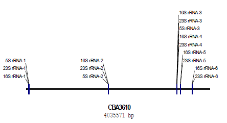 Lentibacillus sp. CBA3610 균주의 유전체 내에서 rRNA gene 의 위치