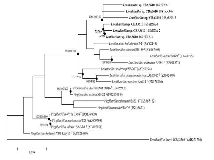 Maximum-likelihood (ML) algorithms for the 16S rRNA gene sequence