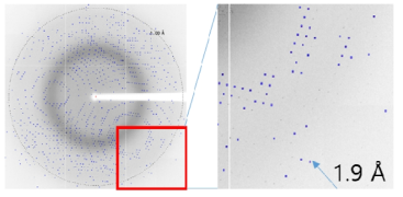 X-ray data 회절 이미지 (좌) 1.9 Å 해상도 확인 (우)