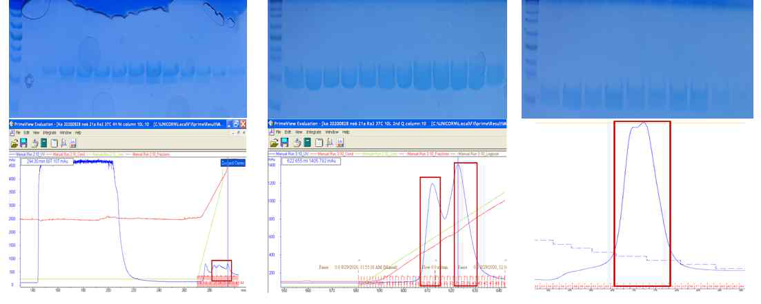 L2-6 hypothetical protein FP2_30540의 정제 과정. (좌) Affinity chromatography (중) Ion chromatography (우) Size exclustion chromatography