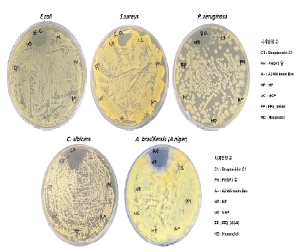 항균성 (박테리아 3종, 진균2종) 초기 실험