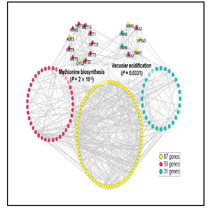 선별된 168개 유전자에 대한 Genetic network 모식도