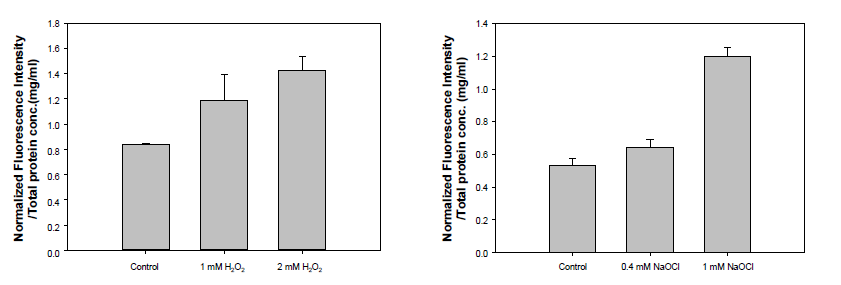 HEK293FT 세포 용해물에서 산화 스트레스 축적 측정 결과