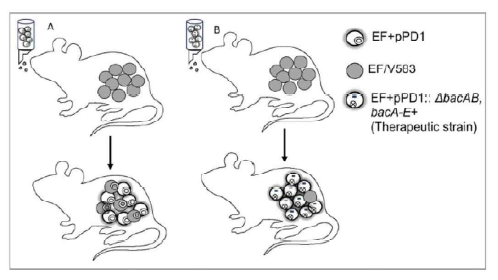 Enterococcus faecalis의 niche competition