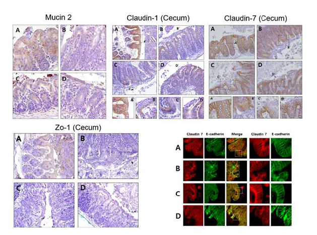 F. prausnitzii 균주들을 실험쥐들에게 경구투여를 했을때, 장벽항상성이 무너짐을 확인함